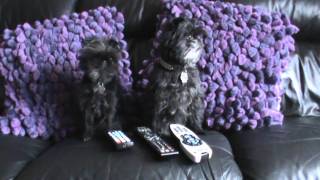 Funny Monkey Dog Outtakes from two gifted amp talented Affenpinschers [upl. by Cassiani]