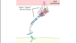 Sim shows how COVID virus infects cells [upl. by Horwath283]