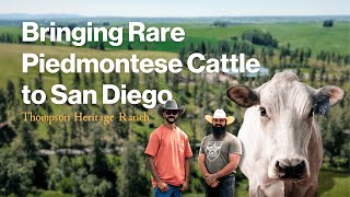 Bringing Rare Piedmontese Cattle to San Diego [upl. by Ontine122]