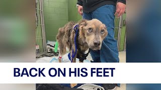 Emaciated dog at Chicago animal rescue holding strong in recovery [upl. by Eillit]