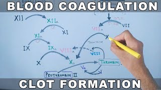 Coagulation Cascade  Intrinsic and Extrinsic Pathway [upl. by Viveca]