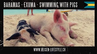 Bahamas  Exuma Swimming with Pigs  reiisenlifestylech [upl. by Tuchman]