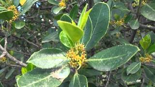 ALADIERNO Rhamnus alaternus wwwriomoroscom [upl. by Drogin596]