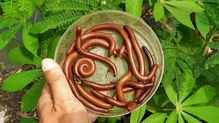 Wow finding luwing millipedes after the rain wow its really exciting to get lots of millipedes [upl. by Ahsiemal]