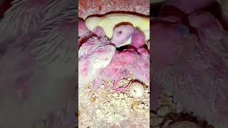 Bodri Bird breeding shorts trending viralshort parrot birds comedy funnydogBirdbreeding28 [upl. by Dlonra911]