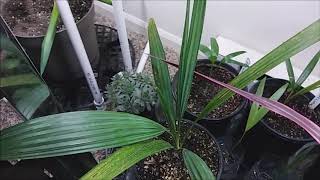 Howea forsteriana and New Yucca Cuttings [upl. by Ladnik121]