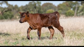 Gross Necropsy Findings of Bovine Renal Lipofuscinosis in a Tanzanian Crossbred Yearling Male Calf [upl. by Peers]