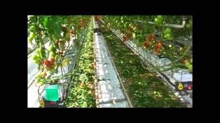 Tomaten plukken en sorteren bij Hoogerbruggemp4 [upl. by Rhodes]