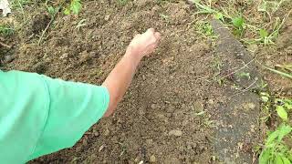 How To Plant Liatris Corms How To Plant Blazing Star Corms [upl. by Aggappora44]