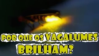 COMO OS VAGALUMES BRILHAM [upl. by Novyar655]