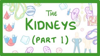 Biology  How the Kidneys Work  Kidneys Part 13 27 [upl. by Chatav]