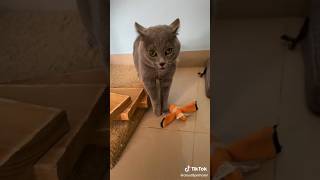 Cat Meowing Song Original Video By cloud9pethotel v On Tiktok v funnycats cat funny song [upl. by Fen711]