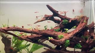 Corydoras tank atmosphere corydoras aquarium [upl. by Ydnahs]