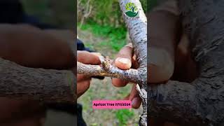 Graft apricot grafting nature [upl. by Miksen]