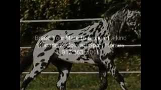 Legendary Design Leopard Friesian X Appaloosa Breeding Stallion For Sale [upl. by Kcirddot300]