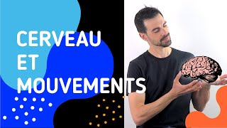 COURS DE TERMINALE SPÉCIALITÉ SVT CHAP15 CERVEAU MOUVEMENT VOLONTAIRE ET ACTION DE SUBSTANCES [upl. by Bellew]