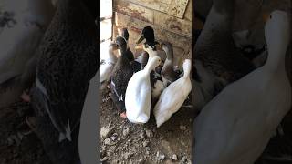 Duck family video talhakadihat birds duckhens youtubeshorts cute duckfarm viralvideo shorts [upl. by Aeneus]