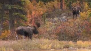 Moose Hunting with Bow in BC [upl. by Maryellen]