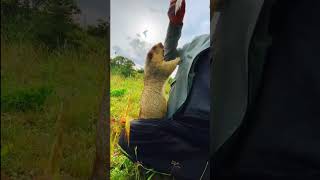 Cute Wild animal bobak marmot or prairie dog 14 [upl. by Nitsruk]