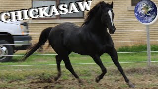 TOP Beautiful Chickasaw Horse in the World [upl. by Nilecoj870]