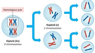 lecture 3 Meiosis Prophase 1 [upl. by Ydnac]