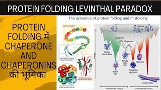 Protein foldinglavinthal paradox role of chaperone and chaperonins [upl. by Irehj220]