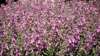 Bees on Teucrium [upl. by Crispa]