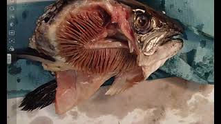 Fish Gill Dissection  A Level Biology Required Practical [upl. by Geibel444]