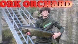 Oak Orchard Dam Salmon Fishing Report 9 [upl. by Irafat]