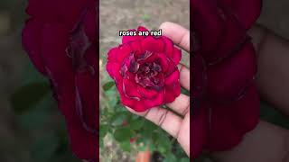 roses rose rosebush gardening containergardening garden [upl. by Mauldon346]