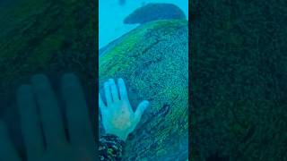 Watch to the end  Once in a lifetime Stingray amp Turtle encounter 😄🤙🏼 spearfishing fishing [upl. by Atwood]