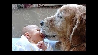 Funny Dogs Meeting BABIES for the First Time Compilation [upl. by Ernald16]