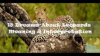 78 Dreams About Leopards  Meaning amp Interpretation [upl. by Nerret]