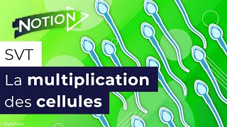 Questce que la mitose division cellulaire  SVT 3e [upl. by Nylqcaj803]