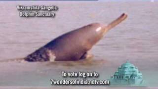 7 Wonders of India Vikramshila Gangetic Dolphin Sanctuary [upl. by Wald]