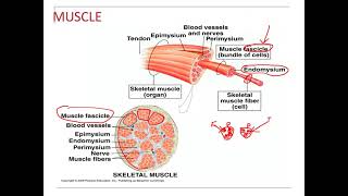 Muscle Physiology Endomysium Perimysium Epimysium [upl. by Odelinda]