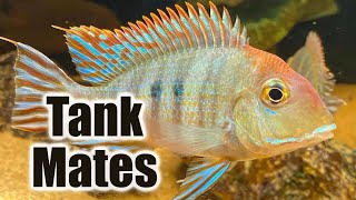 Top 10 Tank Mates for Geophagus Tapajos [upl. by Namreg753]