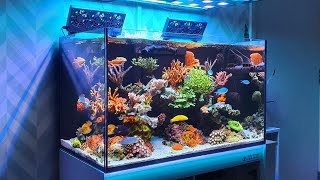 Reef Tank Update  New Corals  High Nutrients  Red Sea Reefer 250 [upl. by Tyrrell]