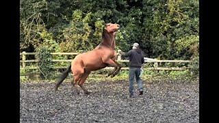 Horse Accident caused anxiety and ptsd Can I help [upl. by Elia878]