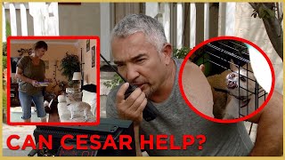 Has Cesar Met His Match Part 2  Cesar 911 [upl. by Acsecnarf]