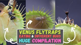 Venus Flytrap King Of Plants  Venus Flytrap Eating Aliens Spiders Wasps Flies amp More New 2023 [upl. by Isak]