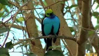 Birds at Brookfield Zoo [upl. by Nunci241]