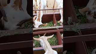 KGFTRADERSUP64 KUSHWAHA GOAT FARM SONBHADRA goatfarming goatsayari [upl. by Ellered]