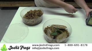 How to take care of Dart Frog Froglets [upl. by Kantor]