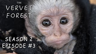 Orphan Baby Vervet Monkeys Play In Disneyland  The Vervet Forest  Season 2 Episode 3 [upl. by Pamela382]