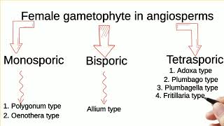 Types of femalegametophytes inangiosperms [upl. by Bonnell]