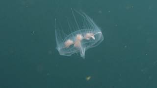 Tanz der Süsswassermeduse peach blossom jellyfish  Craspedacusta sowerbii [upl. by Nawak368]