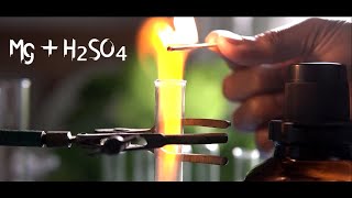 Magnesium In Sulfuric Acid  H2 gas popping test by H2SO4 and Mg in a single displacement reaction [upl. by Slaohcin]