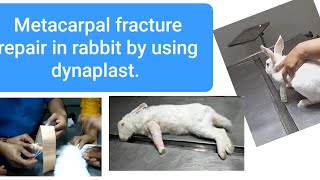 Metacarpal fracture repair in rabbit by using dynaplast [upl. by Arquit]