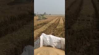 khet ki video 🚜🌾🌾 [upl. by Jedediah]